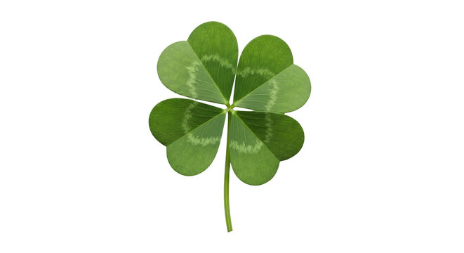 Isolated four-leaf clover, symbol of good luck, St Patrick's Day festive lucky shamrock