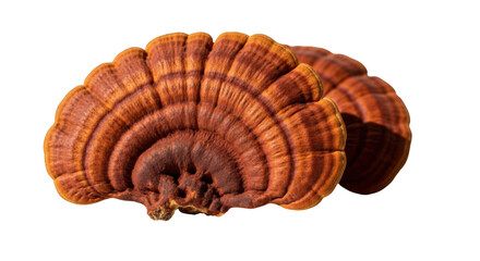 Isolated mushroom shelf fungus growing in a natural environment, medicinal properties, herbal medicine