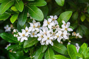 Closeup view of bright white cluster of flowers of choisya ternata aka Mexican orange shrub blooming outdoors in garden