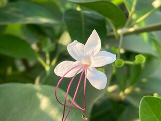 Fototapeta premium white flower with graceful, cascading petals blossoms amidst lush green foliage, a beautiful scene showcasing the subtle elegance of nature.