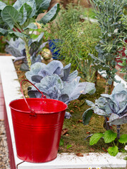 Red bucket next to a cabbage garden