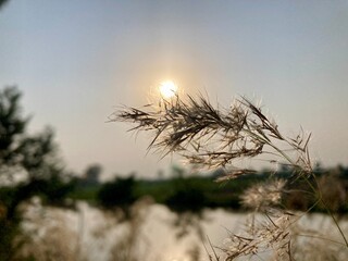 Capture the serene beauty of nature with this exquisite shot, focusing on delicate wild grass gently swaying in the breeze with a warm light in the background. 