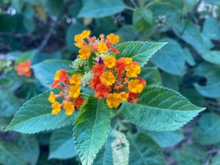 A vibrant lantana flower bursts with color in the sun. Close-up reveals its intricate details, celebrating the natural beauty of botanical elements.