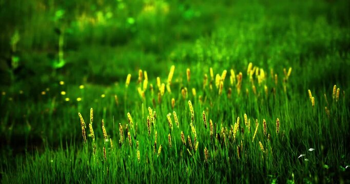 Luxuriant green grass stretches across the meadow, interspersed with tall yellow flowers swaying gently in the sunlight. This serene location captures natures beauty in full bloom.