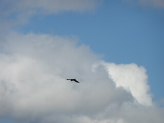 Bird Flying High in the Distant Sky