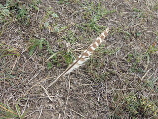 Feather of a Grey Partridge Close-Up Detail