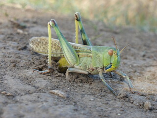 Close-up Macro Shot of a Locust