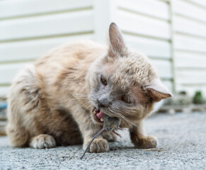 Grey cat predator caught a mouse and holds it in his teeth. House cat caught a grey mouse in the summer garden and holds tightly in the teeth. Portrait of a street cat eating a field mouse close up. 