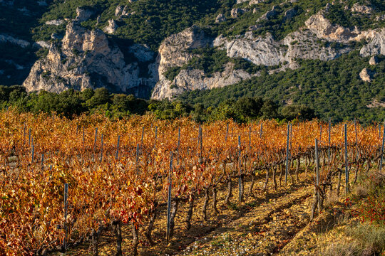 Vineyard row illuminated by soft evening light over La Rioja&rsquo;s rural landscape, symbolizing agricultural continuity and organic production.