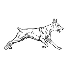 A sketch of a running dog, showcasing its athletic build and alert expression. The dog appears to be in motion, emphasizing its agility and energy.