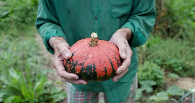 Senior farmer man harvesting pumpkin at house garden - Vegetable, fall and small business concept 