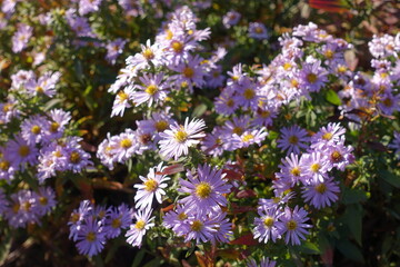 Vivid pink flowers of Michaelmas daisies in October