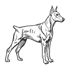 A standing Doberman Pinscher with a sleek body and alert expression. The dog has a short coat and a muscular build, showcasing its strength and agility.