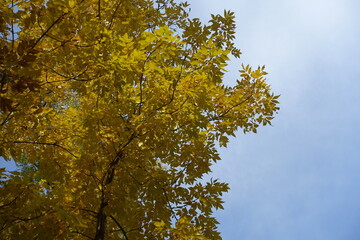 Obraz premium Cloudy sky and autumnal foliage of Fraxinus pennsylvanica in mid October