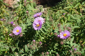 Obraz premium Pollination of purple flowers of Symphyotrichum novae-angliae in October
