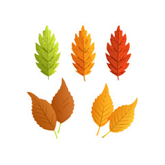 collection of autumn leaves