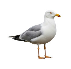 Seagull Bird Isolated Transparent PNG