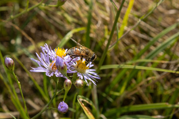 Purple Flowers with bees