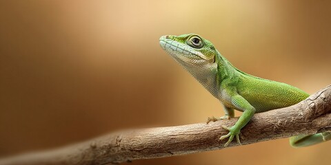 Fototapeta premium Adorable small green baby lizard peeking out from a natural branch, showcasing delicate details and a vibrant natural habitat with soft bokeh background.