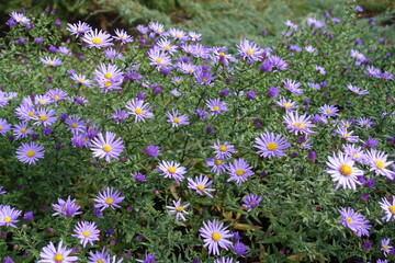 Leafage and violet flowers of Michaelmas daisies in October © Anna