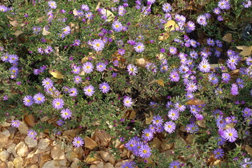 Top view of violet flowers of Michaelmas daisies among fallen leaves in mid October © Anna