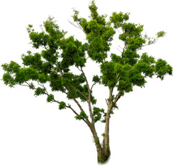 photo of a shady tree with a white background