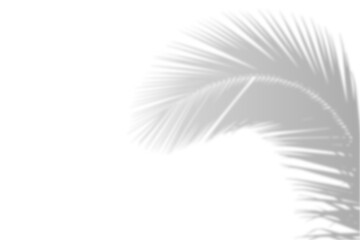 Obraz premium Realistic shadow from palm leaves isolated on a transparent background with copy space. Tropic concept with coconut leaf shadow. Vector illustration