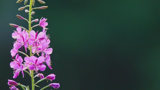 Fireweed Flower Close-Up in Scottish Highlands with Gentle Breeze
