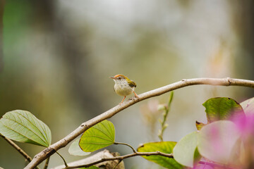 small bird on a branch