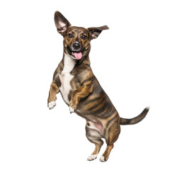 Obraz premium happy pet with ears flapping and tongue slightly on Isolated transparent background png. generated with AI