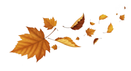 Golden autumn maple leaves falling and swirling isolated on transparent background