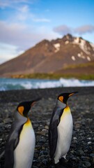 Fototapeta premium Two king penguins on pebble beach with mountain and sea