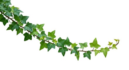 A creeping ivy vine with vibrant green leaves on a delicate stem