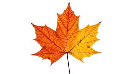 A detailed shot of a maple leaf with orange and yellow coloring