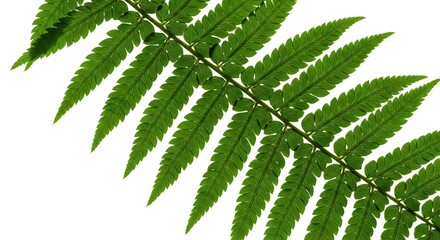 A diagonal fern frond with green leaves against a white background