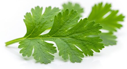 Closeup of vibrant green cilantro leaves with jagged edges exhibiting intricate vein patterns and a fresh dewy appearance on white background