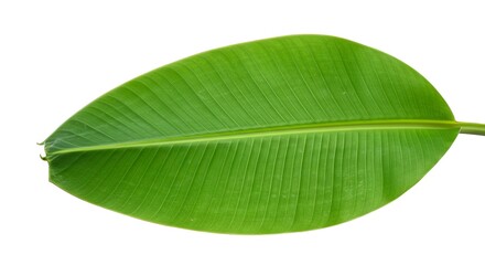 A large green banana leaf with prominent veins set against a stark white background