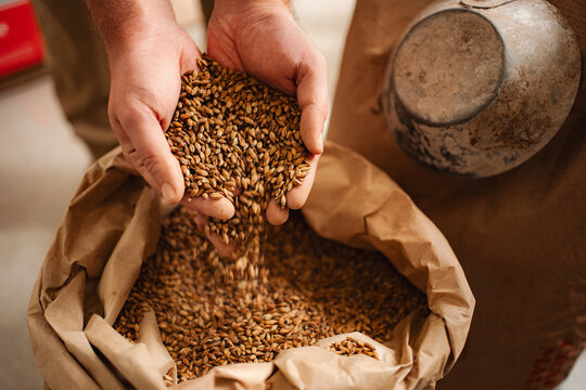 Hands pouring barley malt into sack for brewing beer - Powered by Adobe