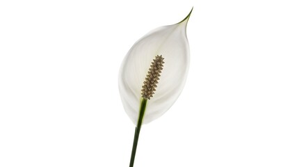 A peace lily flower with a white petal and spadix with a green stem