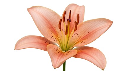 A peachcolored lily with brown spots and stamens against a white background