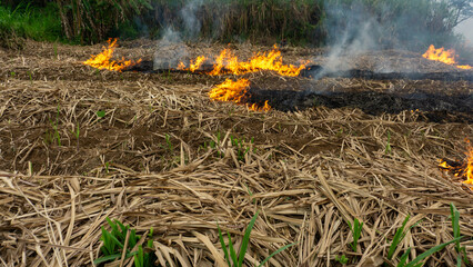 Fire in a Dry Sugarcane Field © gatot