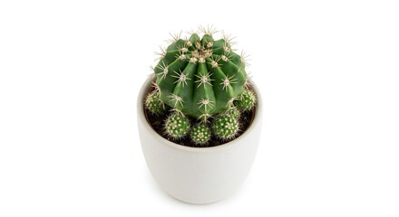 A potted cactus with a large spiky green body surrounded by smaller cacti in a white pot on a white background