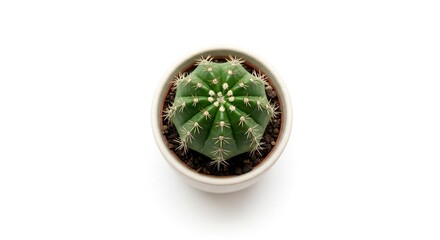 A potted green cactus with white thorns stands centered on a white surface