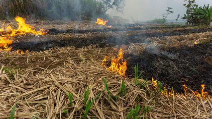 Fire in a Dry Sugarcane Field © gatot