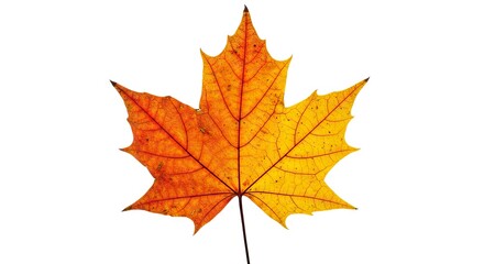 Fototapeta premium A vibrant maple leaf with a blend of yellow and orange hues set against a stark white backdrop