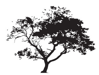 Obraz premium Beautiful Tree with Sparse Foliage 2D Vector Line Art Graphic 