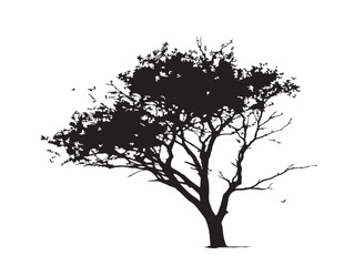 Obraz premium Natural Sparse Foliage Tree 2D Vector Line Illustration for Design 