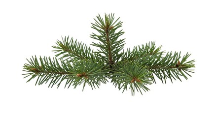 Fir branch evergreen needles on brown stems extend from center