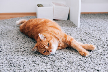 A ginger cat is resting on the floor in the room. Sleeping on the carpet.