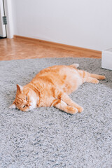 A ginger cat is resting on the floor in the room. Sleeping on the carpet.